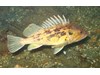 Photo of Sebastes auriculatus